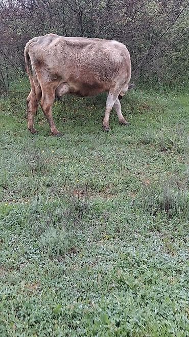 inekler ucar: Dişi, il: 9, Südlük, Ünvandan götürmə — 2
