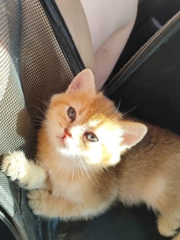 золотая шиншилла баку: Qızıl şinşilla, Dişi, Yaxşı əllərə, Pulsuz çatdırılma — 4