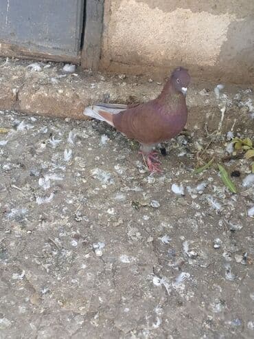 cau cau iti satilir: Salam. quşları satmışam bu qənədi kəsiy qayıdıb gəlib. 9, 9,5 saat — 1