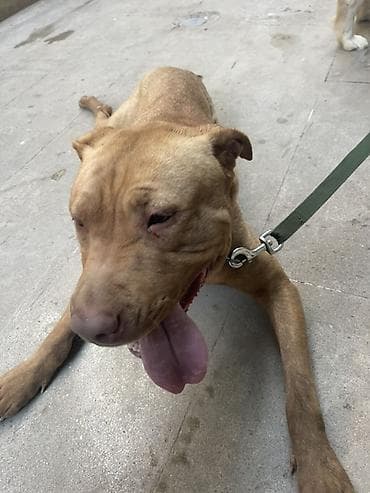 Pitbul, 2 il, Dişi, Sənədli, Ünvandan götürmə lalafo.az -da Pitbul, 2 il, Dişi, Sənədli, Ünvandan götürmə