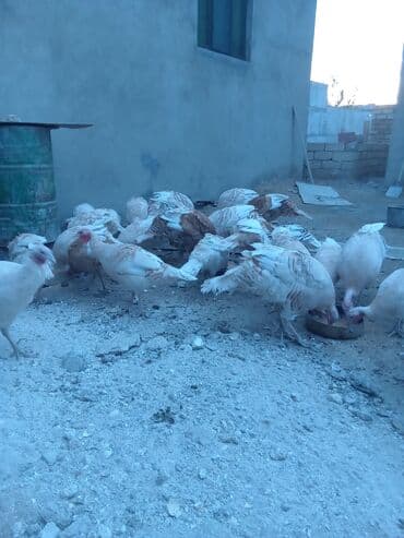 hələb keçisi haqqında məlumat: Öz həyətimdə saxladığım hinduşkalar ətlik və damazlikdir. 60.manatdan — 6