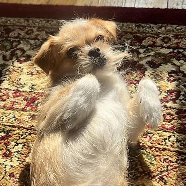 ev heyvan: 3 il, Dişi, Peyvəndli, Ünvandan götürmə — 7