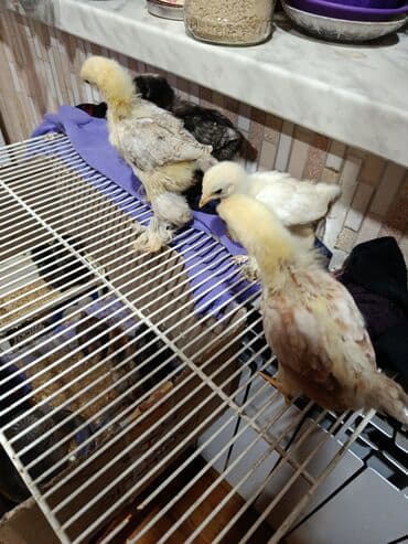 Гуси: Куриные цыплята, Для мяса — 1