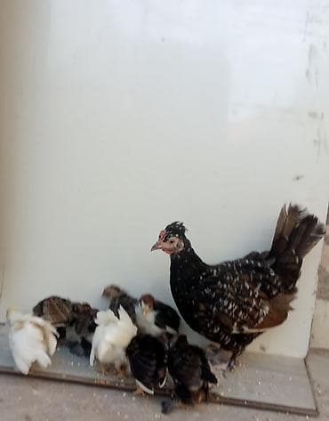 cücə: Toyuq, Damazlıq, Ünvandan götürmə — 3