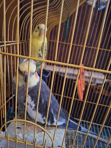 Quşlar: Tam saglam quşdu 4 yaşı var böyuk ehtimalla erkekdi isdeyen olsa — 5