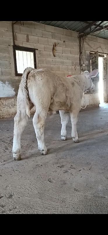at satisi: Satılır: Açıq krem-ağ rəngli dana (erkək). Xüsusiyyətlər: - Güclü — 6