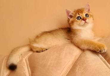 Gəmiricilər: Britan — 5