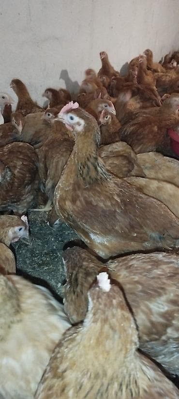 Toyuqlar: Toyuq, Yumurtalıq — 3