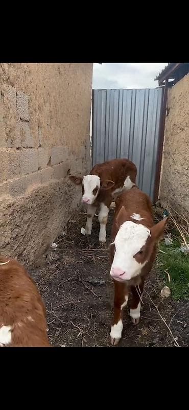 mal bazari 2020: Satışda: qırmızı-ağ rəngli, alın və burun hissəsi ağ olan simmental — 6