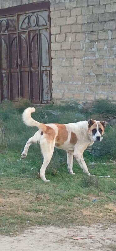 Qurdbasar, 2 il, Erkek, Peyvəndli, Pulsuz çatdırılma lalafo.az -da Qurdbasar, 2 il, Erkek, Peyvəndli, Pulsuz çatdırılma