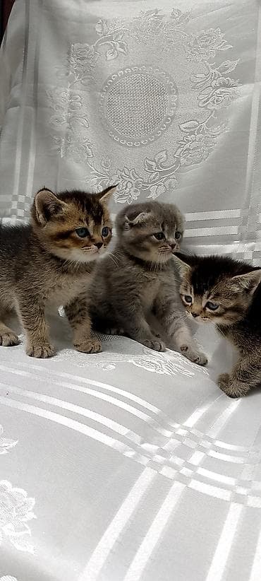 Pişiklər: Şotland yastı qulaq — 8