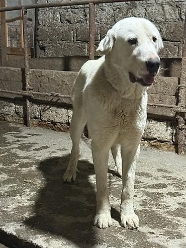 Gəmiricilər: Alabay, 1 il, Erkek — 4