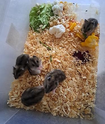 gemiriciler: Xamyaklar hamsterlər– aktiv və oynaq - Növ: cırtdan/djungarian tipli — 2