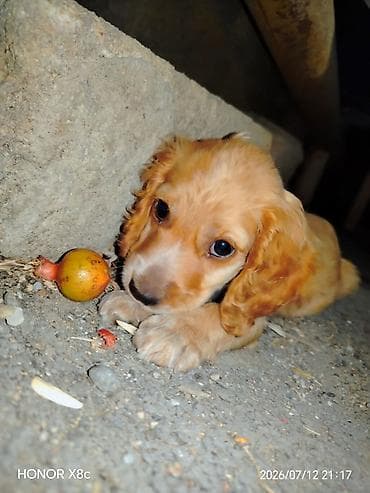 pekines itleri: Koker spaniyel, 2 ay, Dişi, Peyvəndli, Ünvandan götürmə — 1