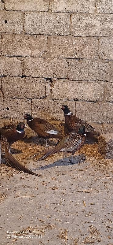 Птицы: Xoruzlar satilir — 9