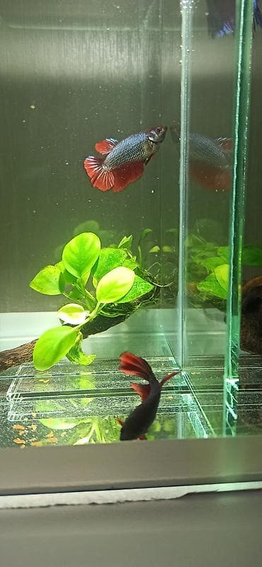 bala kirpi: Betta (Petuşok balığı), Yırtıcı — 8