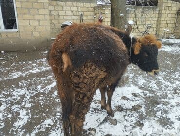 Mərmər effektli PVC panellər: Doğmuyan Dügə 1 aya doğmalıdır sakit sağlam heyvandi istəyən olsa — 5