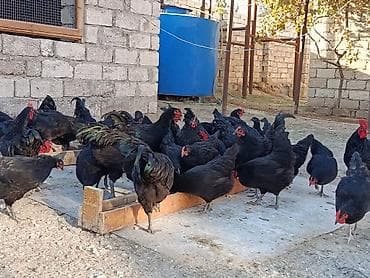 detoxic qurd dermani: Alman cinsi olan həm ətlik həmdə yumurtalıq astralop toyuqlarının — 5