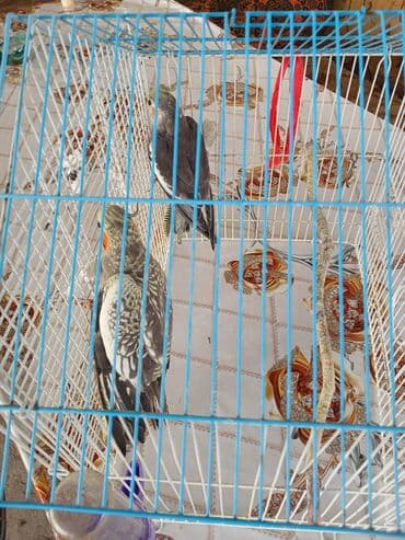 енот в баку купить: Növlər: Nimfa tutuquşuları (iki ədəd) Rəng: Boz tonlarında, yanaqlarda — 4