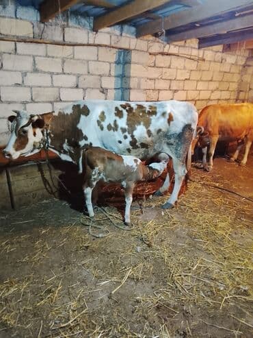 İtlər: Dişi, Simental, il: 8, Südlük, Ünvandan götürmə — 2