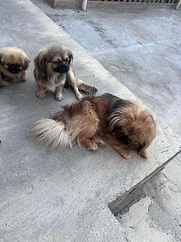 heyvan satisi: Pekines — 1