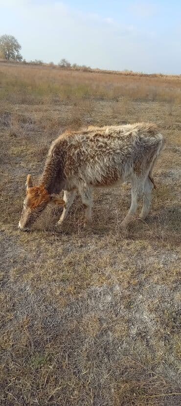 inək öd daşı: Dana, buzov, Dişi, ay: 1, Damazlıq — 2