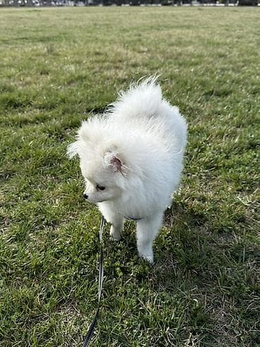 pitbull balasi satilir: Şpitz, 4 ay, Erkek, Pulsuz çatdırılma — 2