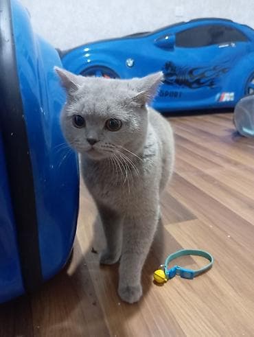 şotland pisikleri: Britan — 1