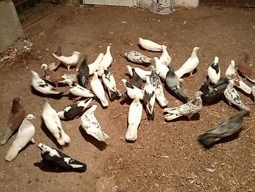 tisbaga sekli: Kom şekilde sahiblendirilir — 3