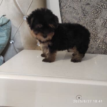 itler bala: Yorkşir teryer — 19