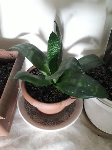 diffenbaxiya bitkisi haqqinda melumat: Məhsul: Sansevieria (Əjdaha dili, Qaynana dili) – müxtəlif ölçülərdə — 1