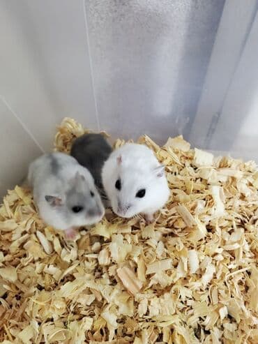 su donuzu: Cücəboyun xırda dekorativ hamsterlər - Rənglər: ağ-gümüşü, boz-ağ — 1