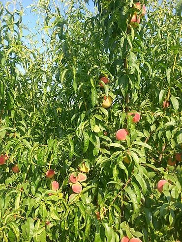 k meyve: Şaftalı – bağdan təzə, çeşidlənmiş və qutulanmış - Məhsul: aromatik — 6