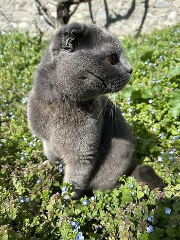 çütləşdirmək: Şotland yastı qulaq, Erkək, Cütləşmə üçün — 3