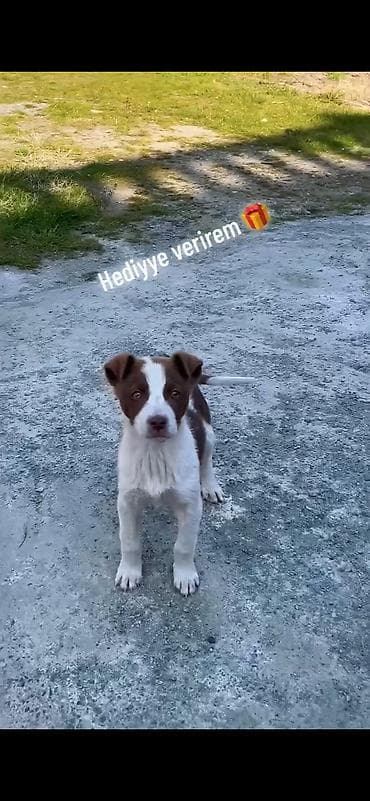 dişi: Pulsuzdu — 1