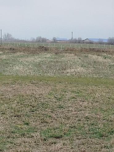 Kənd təsərrüfatı