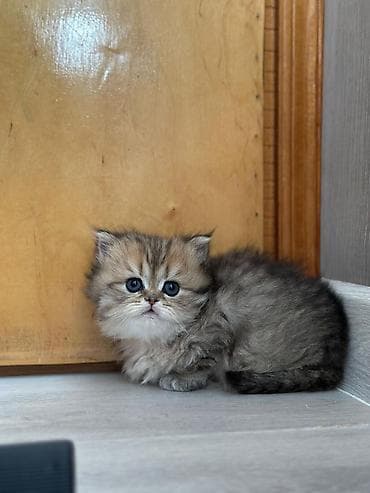 Британская