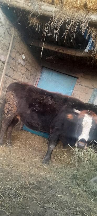 inek satilir: Tecili satilir qisir maldi saglam maldi 070 538 45 33 — 1