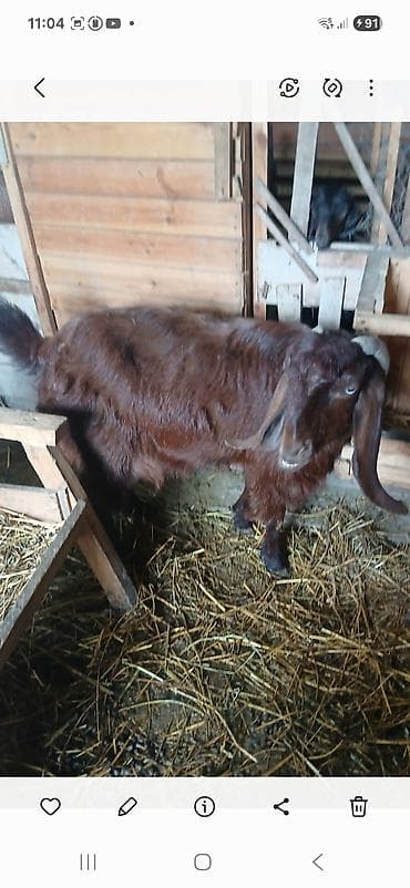 heyvan satisi: Təktəkde satlır cudə istiyan bu nomene əlaqə saxlasın 0506354123 — 5