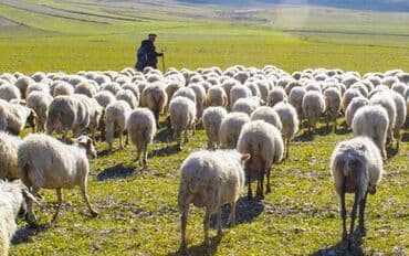 bağ evinə ailə: 200 baş heyvandır. Heyvandan başı çıxan, zəhmətkeş adam axtarılır — 1
