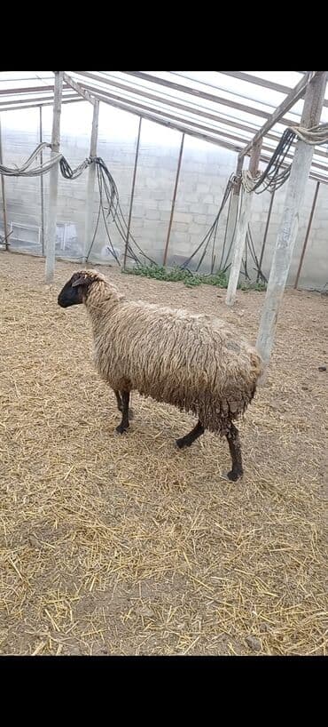 baki heyvan satisi: Dişi, Qala, il: 1, 50 kq, Damazlıq, Ünvandan götürmə — 3