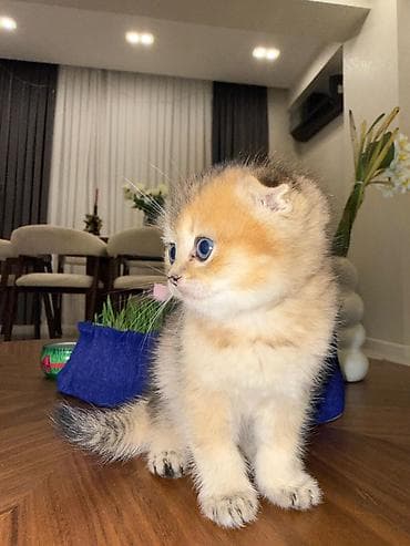 Britan, Pulsuz çatdırılma