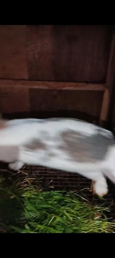 dovsan satisi: Məhsul: Dovşanlar (bir neçə fərqli rəng və ölçüdə) 32 ədəd dovşan — 8