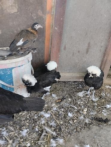 Toyuq, Damazlıq lalafo.az -da Toyuq, Damazlıq