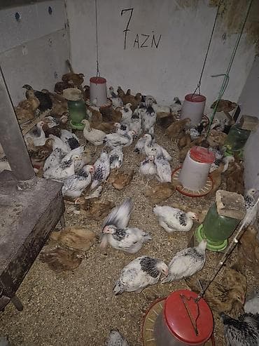 İtlər: Toyuq 40 günlük qiymət 7 azn çəkiləri 1 kqdan yuxarı Kürdəxanıda — 9