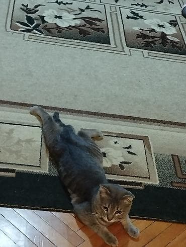 Tabbi, Yaxşı əllərə — 9