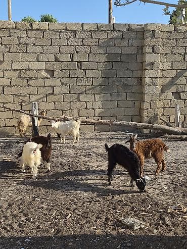 kecı: Salam saglam arpa yonca yeyen çepişlerdi real alıcılar zeng vursun — 1