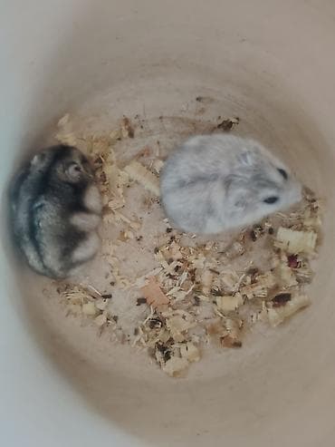balaca ag itler: Djungar (cırtdan) hamsterləri – 2 ədəd - Rənglər: açıq boz-ağ — 3