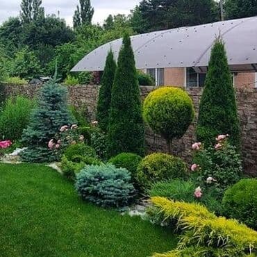 üzüm ağacı: Dekorativ ağaclar gül çiçək qazon torf torpaq ağdaşlar satşi ağacların — 19