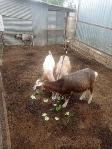 heyvan bazari inekler: Məhsul: Xırdabuynuzlu heyvanlar (qoyun və keçilər) Təsvir: - — 1